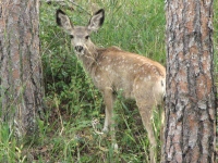 Spotted fawn at the campground
